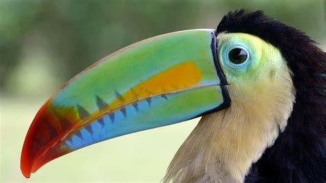 The Toucan Is Far More Than The Froot Loops Mascot Howstuffworks
