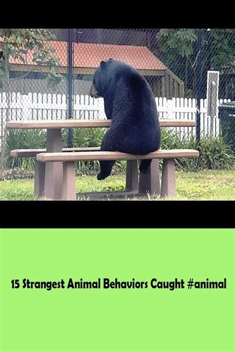 15 Strangest Animal Behaviors Caught Animal Weird Animals Animal