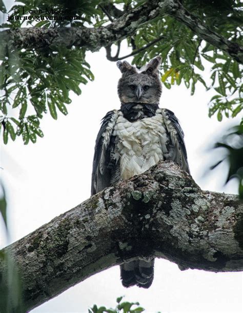 The Harpy Eagle Harpia Harpyja Is The Most Powerful And Largest Eagle