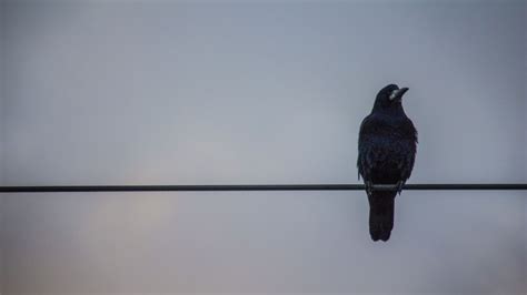 Wallpaper Crows Wires Birds Lonely Crow X Wallpaper Teahub Io