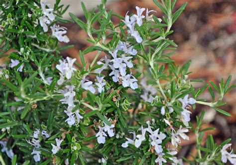 Rosmarinus Officinalis Tuscan Blue Tuscan Blue Upright Rosemary