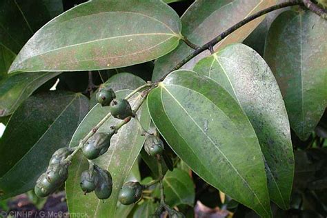 Cook Islands Biodiversity Cinnamomum Verum Cinnamon Tree