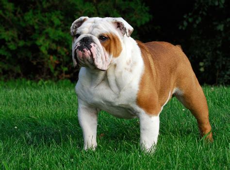 How Big Are English Bulldogs When They Are Fully Grown