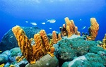 Buccoo-Reef | Beach Travel Destinations