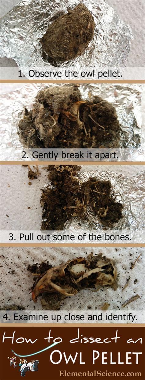 How To Do Your Own Owl Pellet Dissection Printable Included