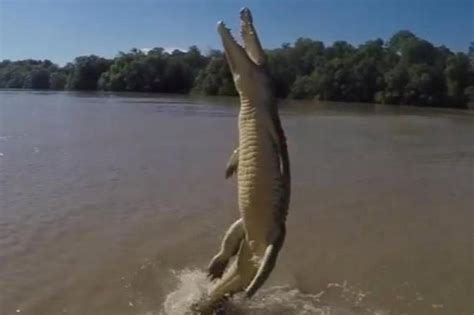 G1 Vídeo incrível mostra crocodilo usando cauda para saltar fora da