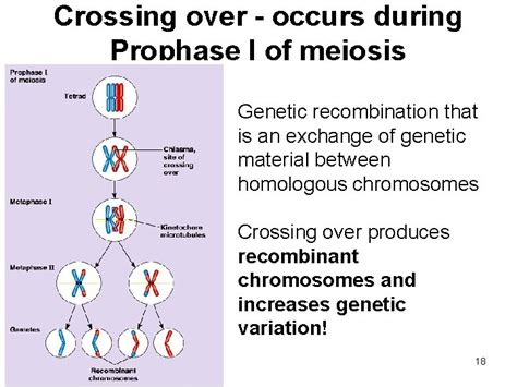 Chapter 10 2 Meiosis And Genetic Variation 1