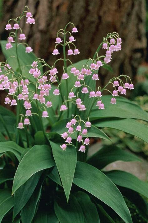Buy Pink Lily Of The Valley Convallaria Majalis Rosea Free