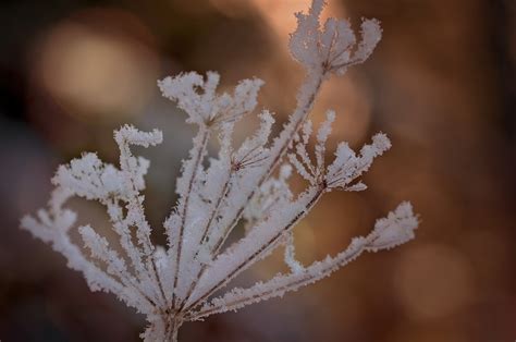 Free Images Tree Branch Snow Winter Plant Flower Frost Ice