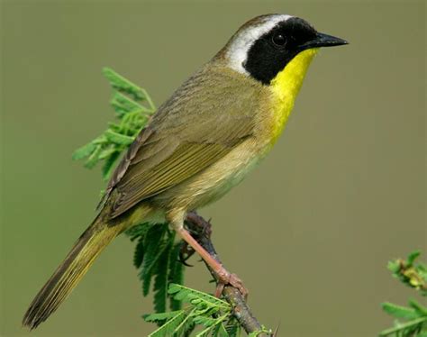 Common Yellow Throat Bird Picsninjaclub