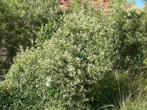 Flowers and foliage of clematis ligusticifolia known as creek clematis, virgin's bower, or western clematis. Clematis ligusticifolia | Western White Clematis | Virgin ...