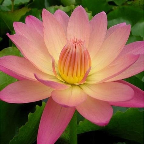 Afterglow Tropical Water Lily Premium 5995 Living Ponds