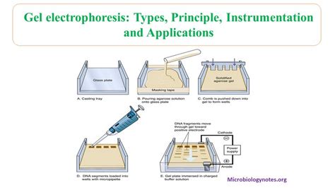Gel Electrophoresis Types Principles Instrumentation And