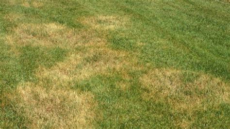 Lawn Fungus Alert Brown Patch All Turf Lawn Care