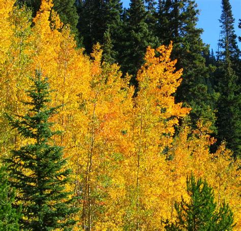A Blaze Of Fall Color Golden Aspen Trees In Colorado Flickr