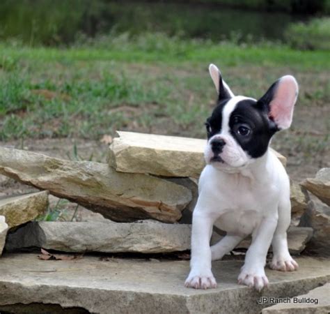 The french bulldog has the appearance of an active, intelligent, muscular dog of heavy bone, smooth coat, compactly built, and of medium or small structure. French Bulldog puppy dog for sale in Royse City, Texas