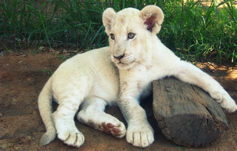 Cute White Lion Cub Jpeg Wallpapers Driverlayer Search
