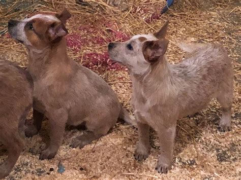 Australian Cattle Dog Puppies For Sale Lansing Mi 292356
