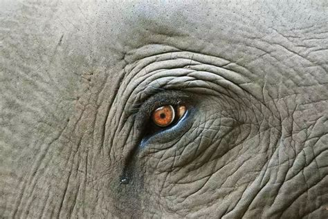 13 Fascinating Facts About Elephants In 2021 Elephant Eye Elephant