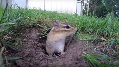 How To Fill Chipmunk Holes 3 Easy Methods