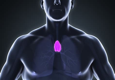 Thymus Facts Function And Diseases Live Science
