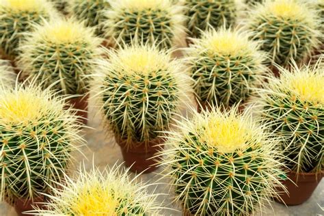 10 Cactus Plants To Add To Your Indoor Collection