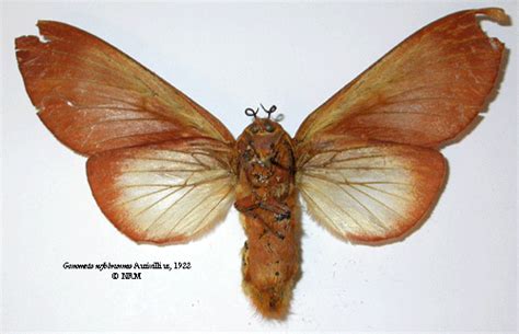 Gonometa rufobrunnea (Insecta: Lepidoptera: Lasiocampidae)