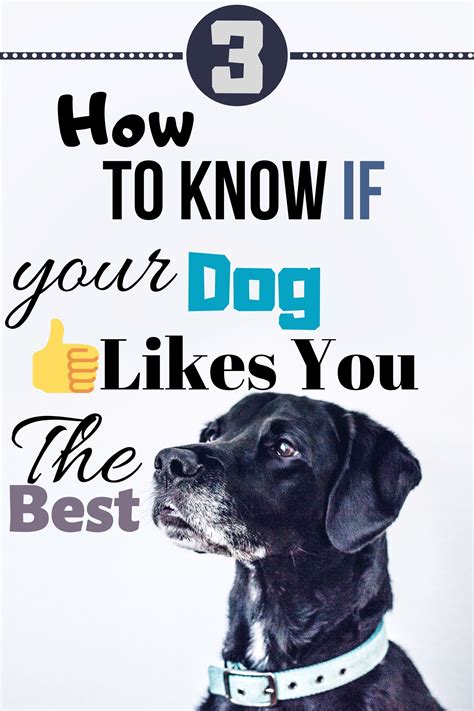 How To Know If Your Dog Likes You The Best How To Know Your Dog Dogs