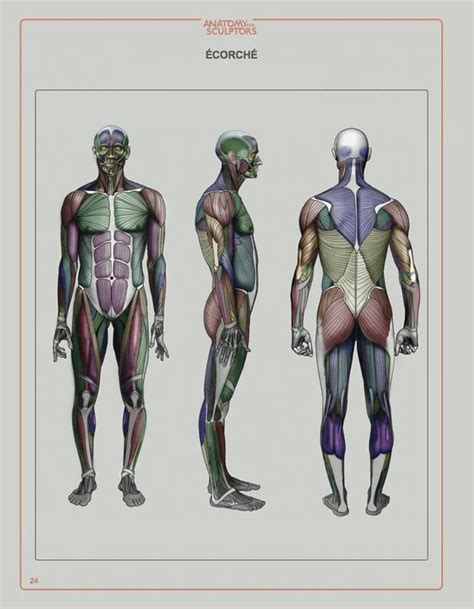 Book Anatomy For Sculptors Understanding The Human Form Human Anatomy