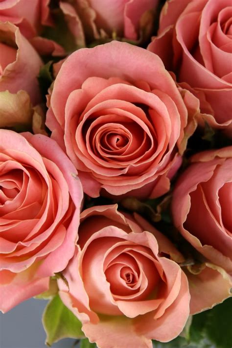 Hermosa ️ Rosa Ecuatoriana De Color Rosado Intenso