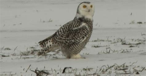 Ohio Birds And Biodiversity Snowy Owl Update