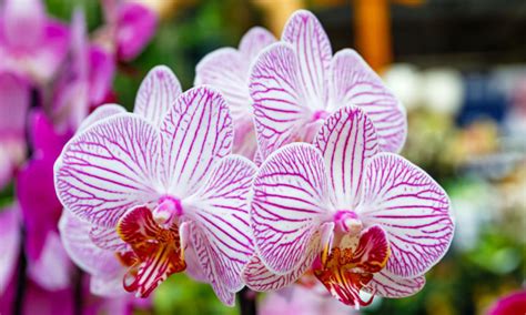 40 Types Of Orchids Lovely And Curious Flowers Epic Gardening