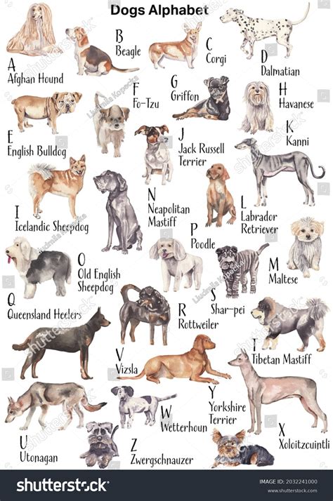 Watercolor Dogs Alphabet Dogs Abc Poster Stock Illustration 2032241000