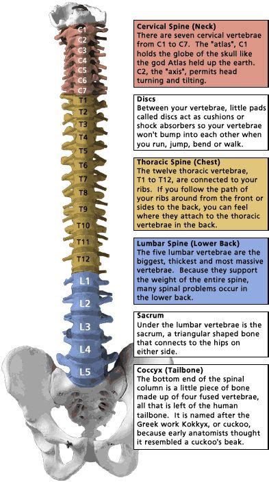 13 Best Images About Bones Anatomy On Pinterest Lower Backs Muscle