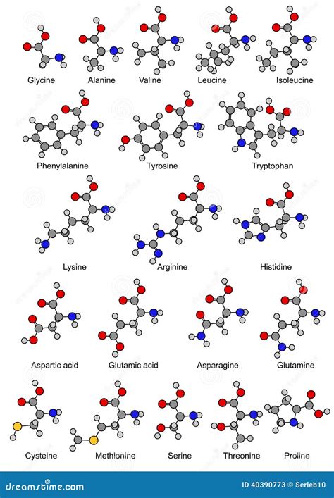 Formules Chimiques Structurelles De Vingt Acides Aminés De Base