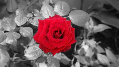 1920x1080 1920x1080 Love Black And Red Rose Blossoms Flowers