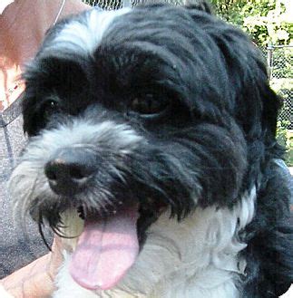 Here, you'll find clear shih tzu cocker spaniel mix pictures and everything you need to know about this beautiful crossbreed. Cock-a-Tzu (Cocker Spaniel Shih Tzu Mix) Info, Temperament ...