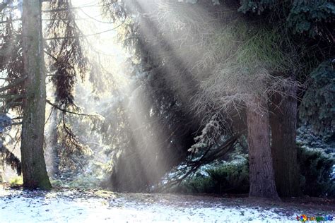 Sun Rays In Winter Forest Sunlight Trees Free Image № 51466