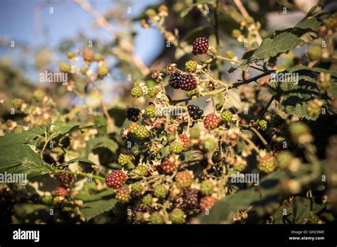 Wild Ripening Blackberry Brambles In The Summer Richmond Upon Thames