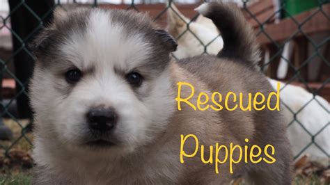 Rescued Puppies Youtube