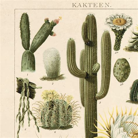 Vintage Botanical Cactus Kakteen 2 Print W Optional Frame