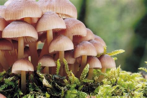 Jamur Fungi Jendela Ilmu