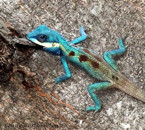 Blue Crested Lizard Project Noah