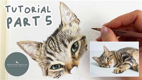 How To Draw A Tabby Cat In Coloured Pencil Drawing Tutorial Part 5 Youtube