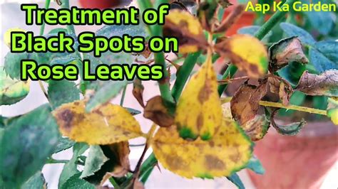 How To Treat Black Spots Diplocarpon Rosae On Rose Leaves Youtube