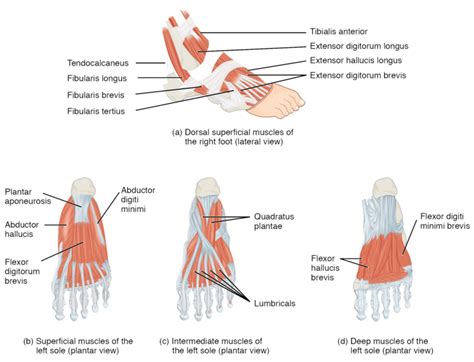 Muscles Of The Lower Leg And Foot Human Anatomy And Physiology Lab
