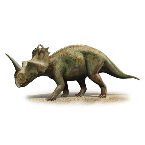 Centrosaurus Apertus A Prehistoric Era Dinosaur From The Late