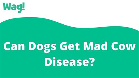 Can Dogs And Cats Get Mad Cow Disease