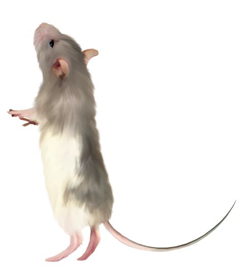 Mouse Rat Png Image Transparent Image Download Size 961x1069px