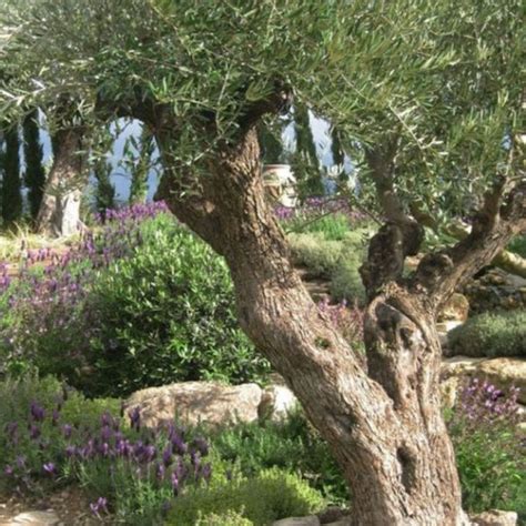 Awesome Mediterranean Garden Design Ideas For Your Backyard